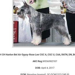 Gypsy - Standard Schnauzer