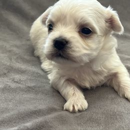 Taurus - White male Maltese puppy in Oklahoma from 4R Aussies & Tiny Paws
