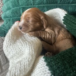 Girl 1 - Ruby female Cavalier King Charles Spaniel puppy in Columbus Ga, Georgia from Sweet Southern Cavaliers