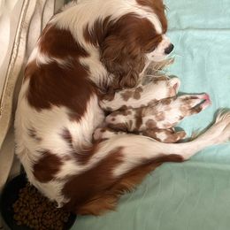 Abby Gail - Cavalier King Charles Spaniel