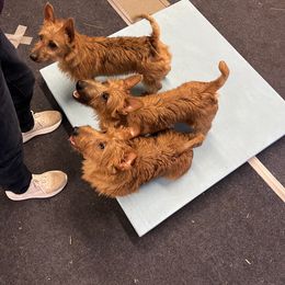Australian Terrier Puppies from Kevin Kitchen