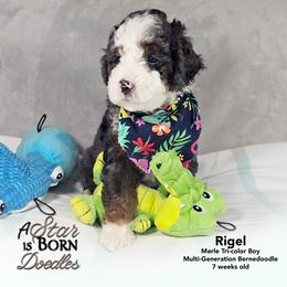 Rigel - Blue Collar - Blue merle male Bernedoodle puppy in Jackson, Michigan from A Star is Born Doodles