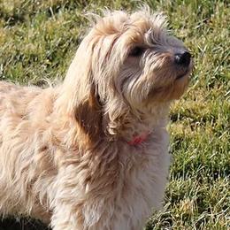 Tink - Goldendoodle