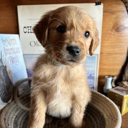 Light Blue - Golden male Golden Retriever puppy in Leadore, Idaho from Gunsight Goldens