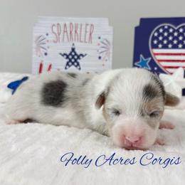 Kona - Blue merle and white male American Corgi puppy in White Hall, Maryland from Folly Acres Corgis