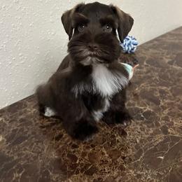 Maverick - Liver male Miniature Schnauzer puppy in San Antonio, Texas from Texas Blessed Schnauzers