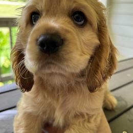 Cocker Spaniel Puppies from penny Powell