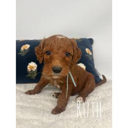 Ruth - Red  female Goldendoodle puppy in Smithfield, Kentucky from KBK9 Kennels