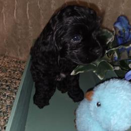 Boy 2 - Black and white male Cocker Spaniel puppy in Wake Forest, North Carolina from Classy Cockers of Wake Forest