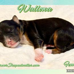 Wallowa - Black and white female Sheepadoodle puppy in Roseburg, Oregon from Sharon’s Sheepadoodle’s