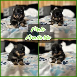 Black Tan Tri Male - Tri-colored male Pomeranian puppy in Harrah, Oklahoma from Sunshines Pomeranians & Cavapoos