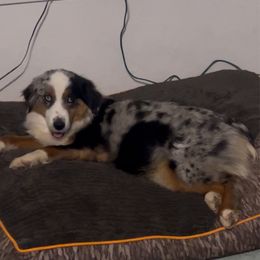 Millie - Miniature Australian Shepherd