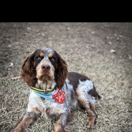 Jessy - English Springer Spaniel