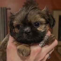 Noodles - Red female Shih Tzu puppy in Nekoosa, Wisconsin from Brox Acres House of Fur LLC