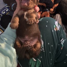 Dachshund Puppies from With Love From Maggie