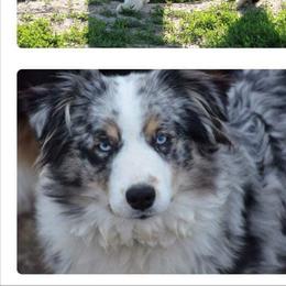 Deuce - Australian Shepherd