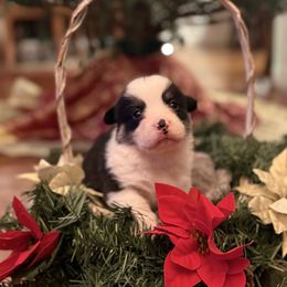 Puppy 1 - Black and tan male Pembroke Welsh Corgi puppy in Grantsville Md, Maryland from Standing Oaks Kennel