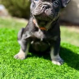 Twix - Tricolors male French Bulldog puppy in Buchanan, Michigan from Christie's Frenchies