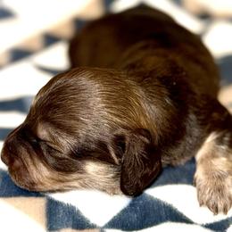 Girl 3 - Chocolate and cream female Dachshund puppy in Fredonia, Arizona from Desert Horizon Dachshunds