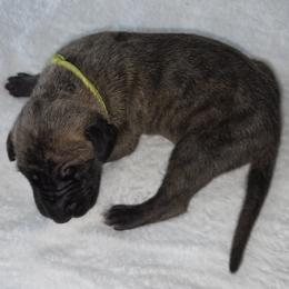 Brindle boy, Yellow collar - Brindle male Great Dane puppy in Hickman, Kentucky from Tidal Wave Danes