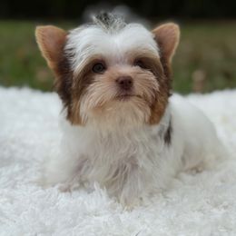 Tiny - Chocolate, tan and white male Yorkshire Terrier puppy in Liberty, Texas from Tiny Yorkshire pups