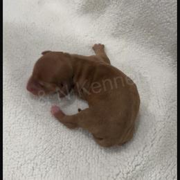 Girl 1 - Dapple female Dachshund puppy in Brandon, Mississippi from A & N Kennels