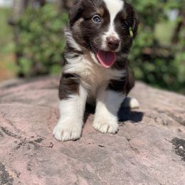 Australian Shepherd Puppies from 3 Crosses Kennels