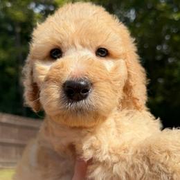 Black Collar - Red  male Goldendoodle puppy in Ringgold, Georgia from Sweet B’s Goldendoodles