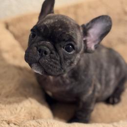 Piper - Brindle female French Bulldog puppy in Elmore City, Oklahoma from OK America Kennels
