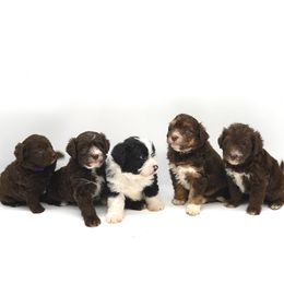 Bordoodle and Poodle Puppies from 5 Cent Canine Co.