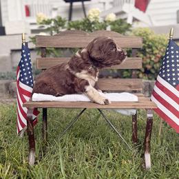 Lincoln - Merle male Goldendoodle puppy in Nashville, Tennessee from Hilton Doodles