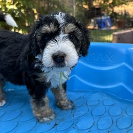 Bernedoodle Puppies from California Mountain Doodles