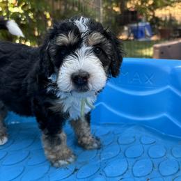 Bernedoodle Puppies from California Mountain Doodles
