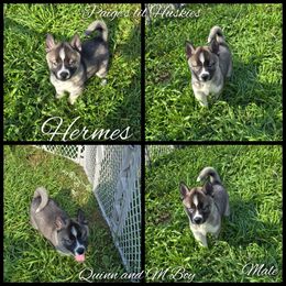 Hermes - Agouti and white male Siberian Husky puppy in Bloomfield, Indiana from Paiges lil huskies