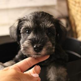Cooper - Salt and pepper male Miniature Schnauzer puppy in Yucaipa, California from Mt. View's Pretty Little Schnauzers