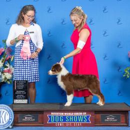 Australian Shepherds, Bullmastiffs, Miniature Australian Shepherds, and Toy Australian Shepherds from Rustic Lace
