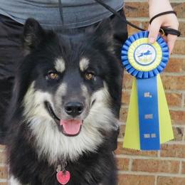 Hatanzo solo - Siberian Husky