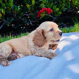 Benjie - Golden male Cocker Spaniel puppy in Santa Ana, California from American Cocker Spaniel