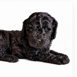 Jolene - Black female Poodle puppy in Greenwich, New York from MizzElle’s Standard Poodles