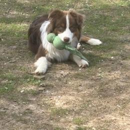 Parker - Red tri-color male Australian Shepherd puppy in Louisville, Kentucky from Bluegrass Australian Shepherds