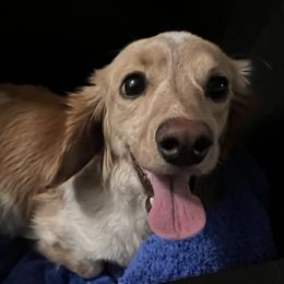 Molli - Dachshund
