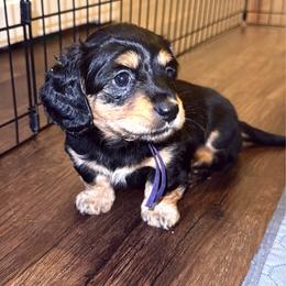 Lady Bae AKC - Black and tan female Dachshund puppy in Crandall, Texas from The Weenie Hut LLC