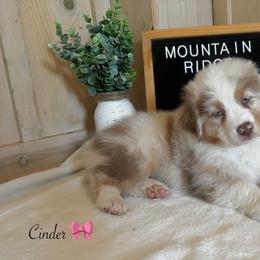 Cinder - Red merle female Australian Shepherd puppy in Murrayville, Georgia from Mountain Ridge Aussies