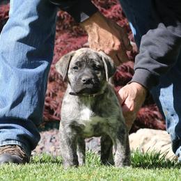 Purple Collar - Tiger female Perro de Presa Canario puppy in Pocahontas, Illinois from Cabeza Grande Kennel