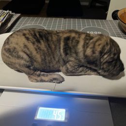 Pequeña - Tiger female Perro de Presa Canario puppy in Lenexa, Kansas from Medianoche GatoPerros
