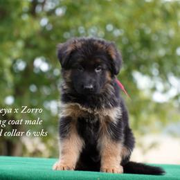 Red collar long coat male german shepherd - Black and red male German Shepherd puppy in Chrisney, Indiana from Indiana German Shepherds