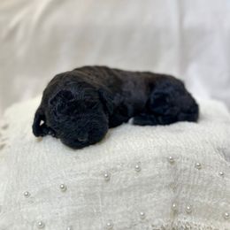 Leaves - Black male Labradoodle puppy in Newark, Ohio from Raising Doodles