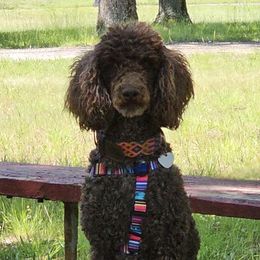 Moka - Poodle