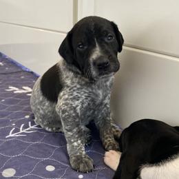 Sparrow - Black and white female German Shorthaired Pointer puppy in Hot Springs, Virginia from Thunder Mountain Gun Dogs