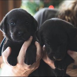 Labrador Retrievers from GreyHavens Retrievers